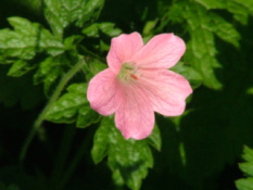 Geranium endressii  'Wargrave Pink'  bestellen